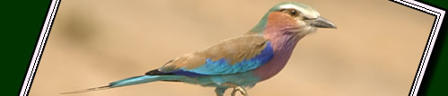African birding holidays to Tanzania to fulfil your wildest birding dreams.  Click to see what African birding to expect.