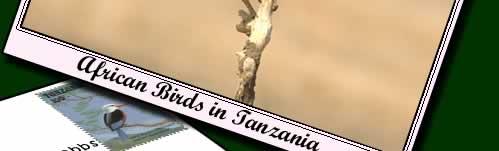 Birding holidays to Tanzania. Click for Tanzanian birding holidays of a lifetime.